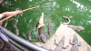 Crocodiles munching & making his amateur Thai Girlfriend cum hard