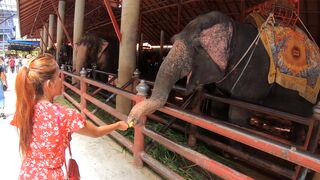 Elephants feeding with amateur Thai GF & sex at home